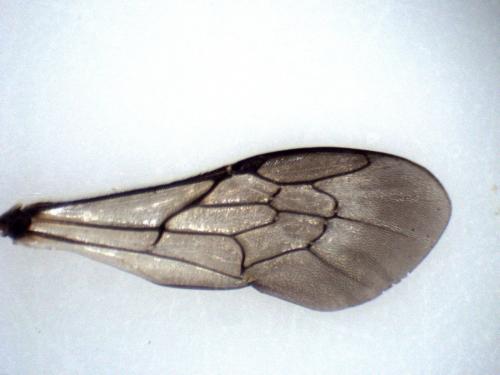 Réf. 260 745 : Osmia spinulosa